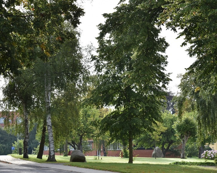 Foto af grønt område på Filadelfia